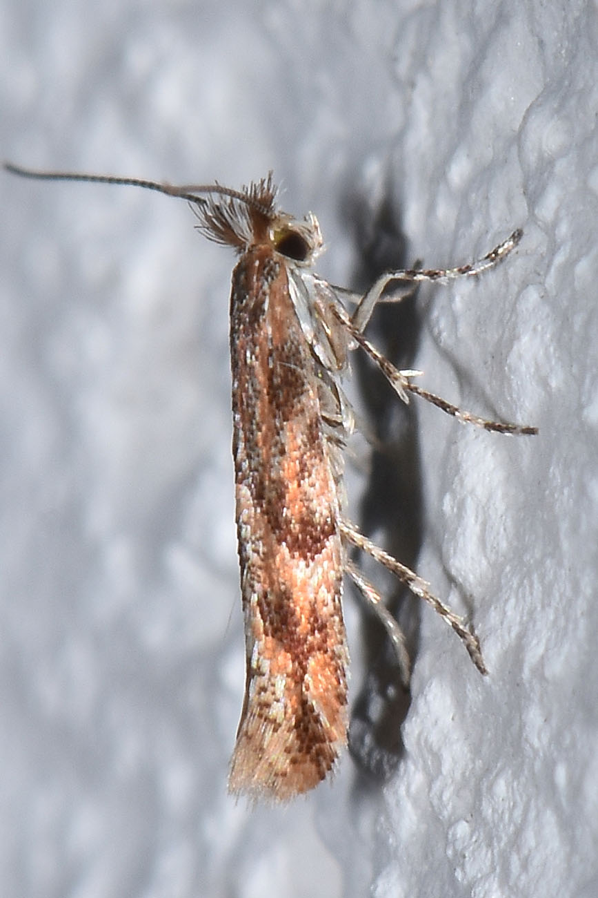 Gracillariidae: Phyllonorycter acaciella? S